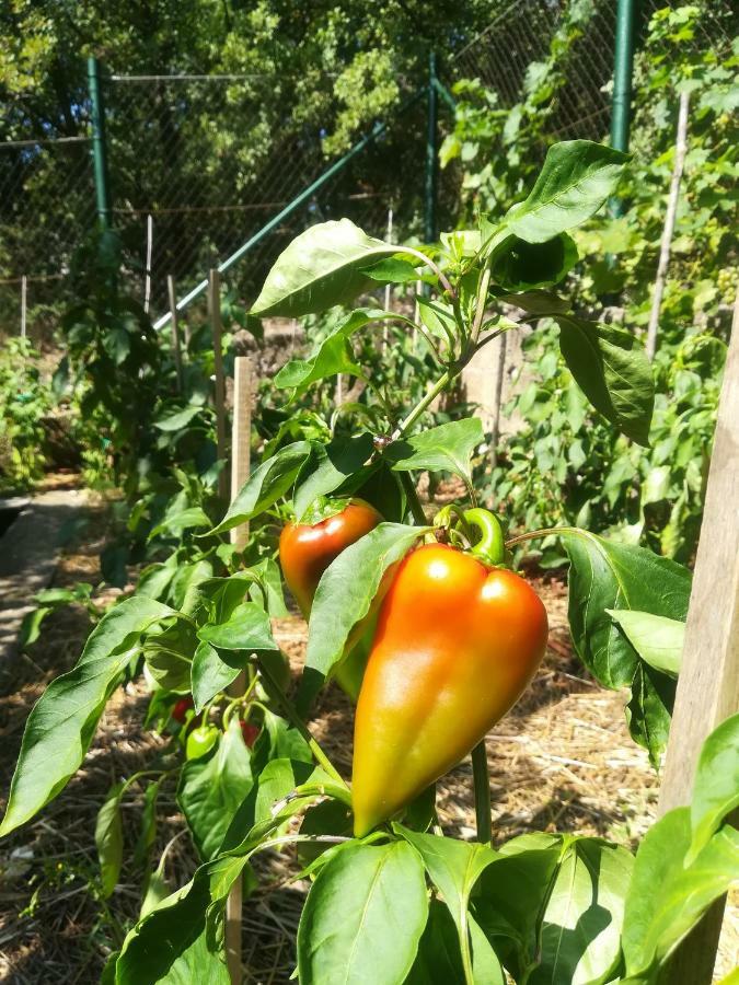 Organic Gardens Villa Crikvenica Extérieur photo
